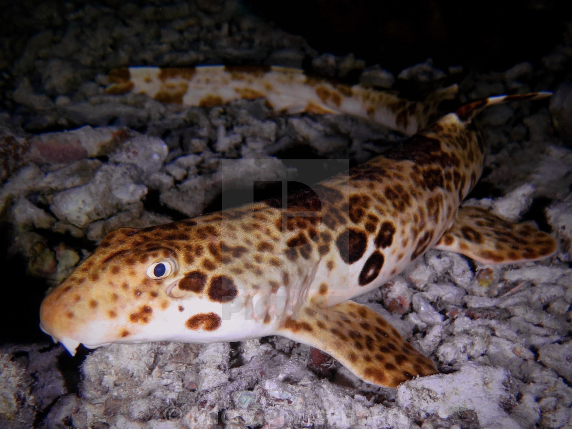 "Raja Walking Shark" stock image