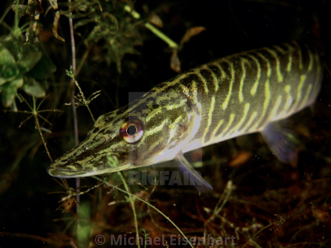 "Pike" by Michael Eisenbart - $12.35 "Pike" stock image