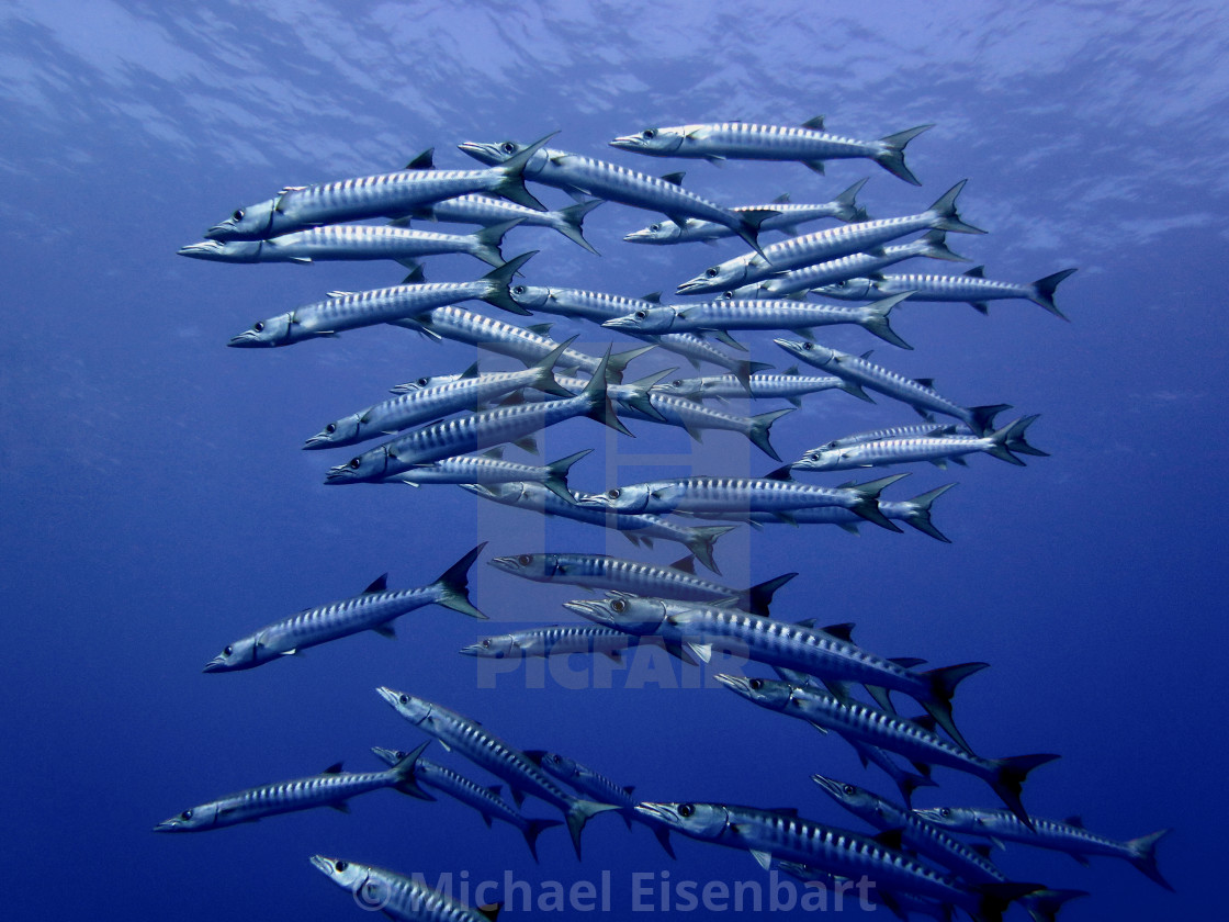 "Yellowtail Barracudas" stock image