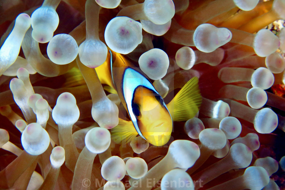 "Red Sea Anemonefish" stock image