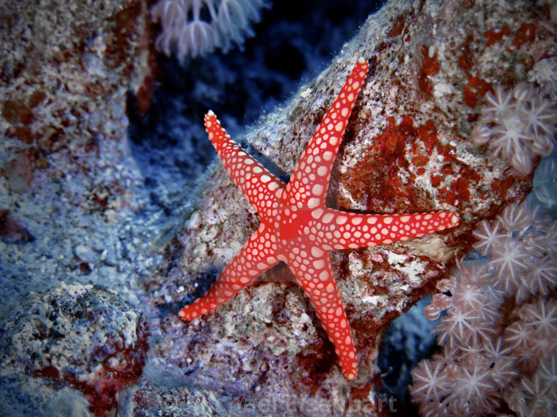 "Tiled Sea Star" stock image