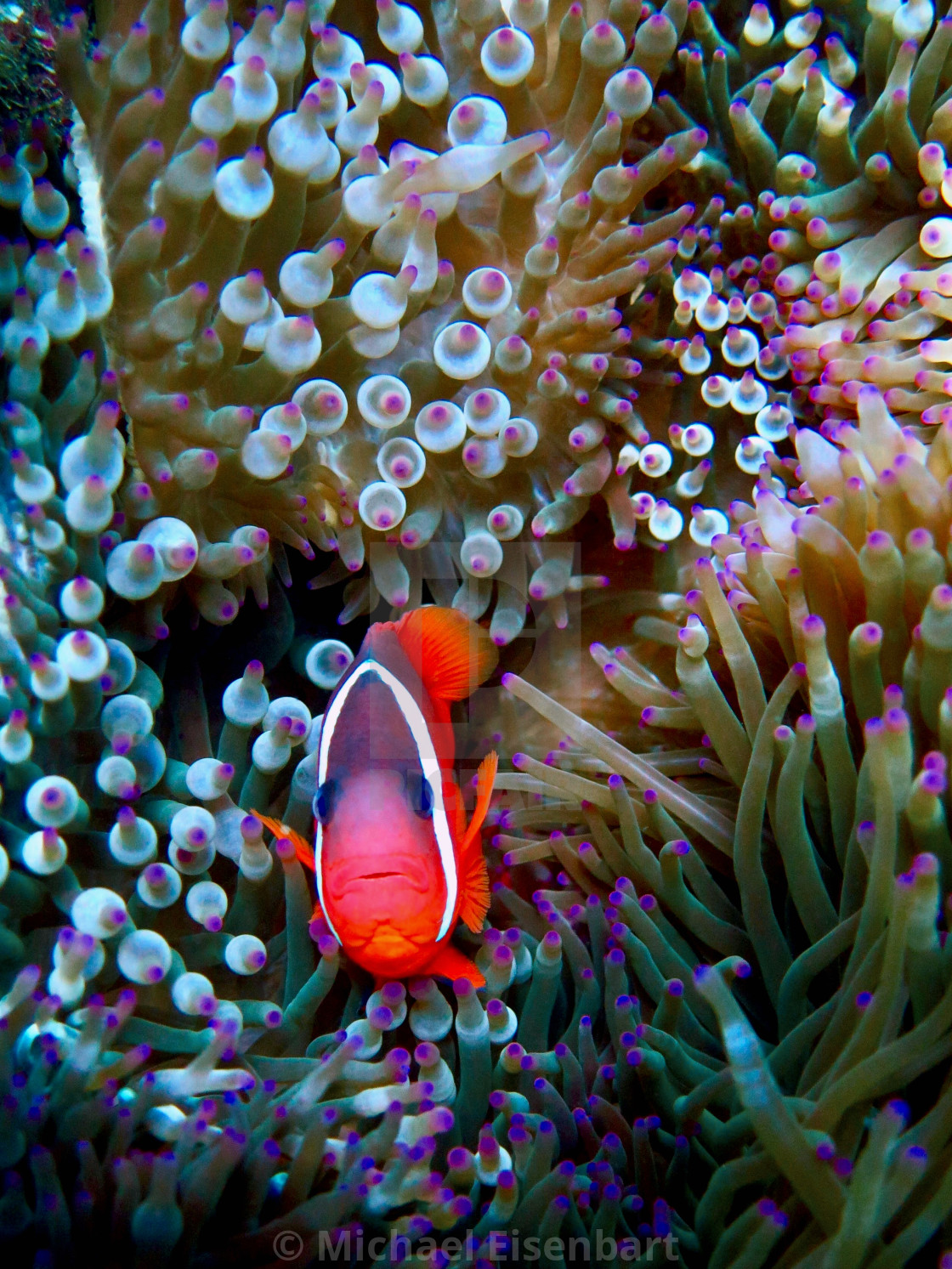 "Fiji Anemonefish" stock image