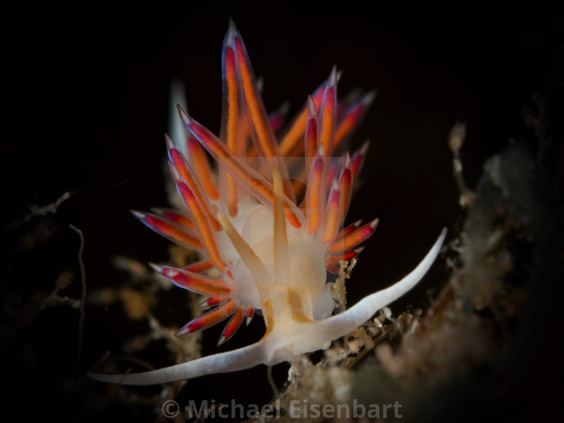 "Cratena peregrina" stock image