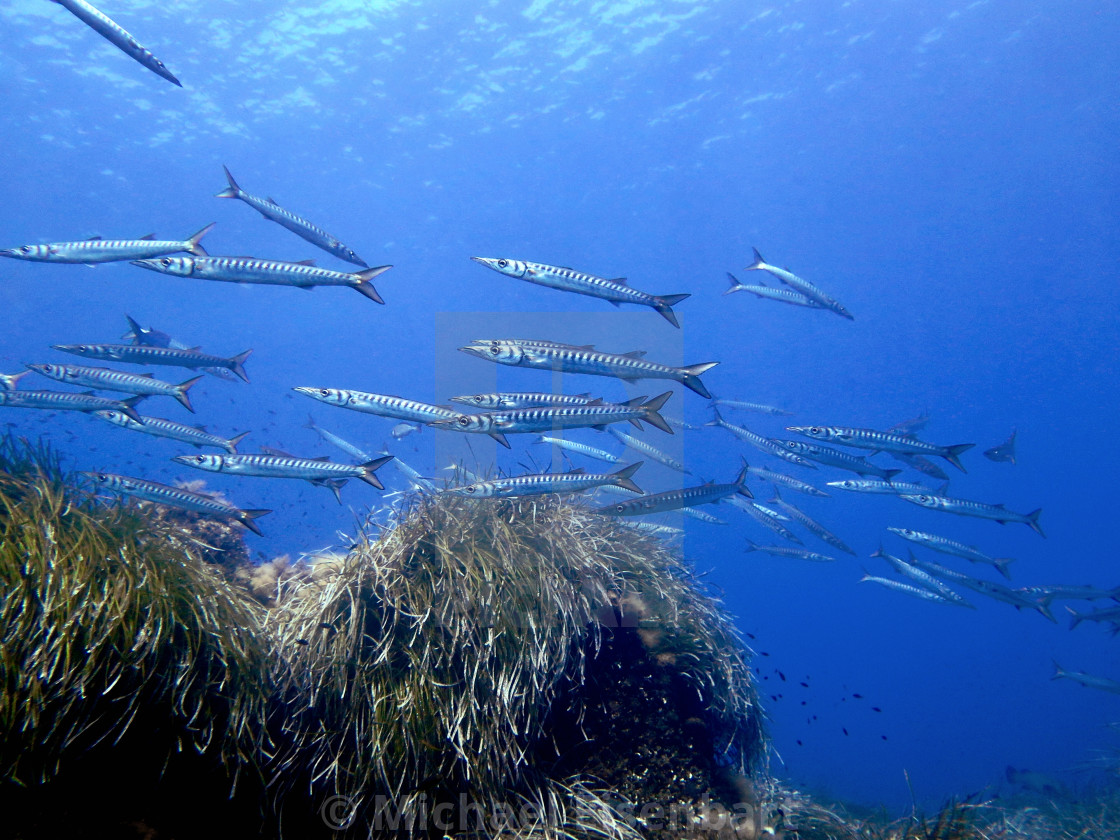 "Yellowmouth Barracuda" stock image