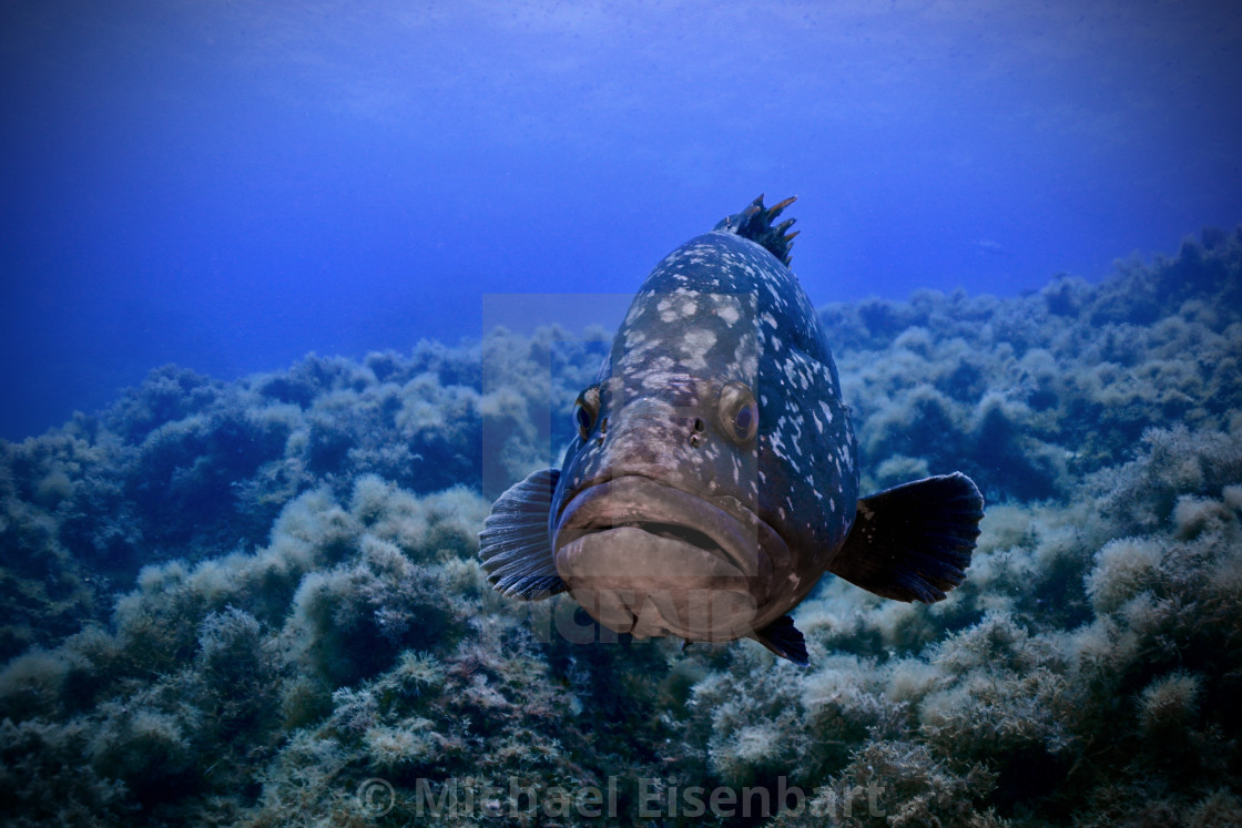 "Dusky Grouper" stock image