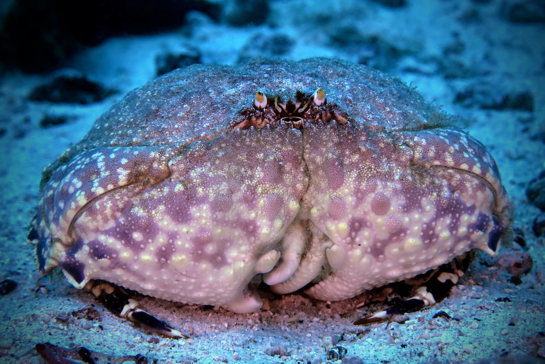 "Giant Box Crab" stock image