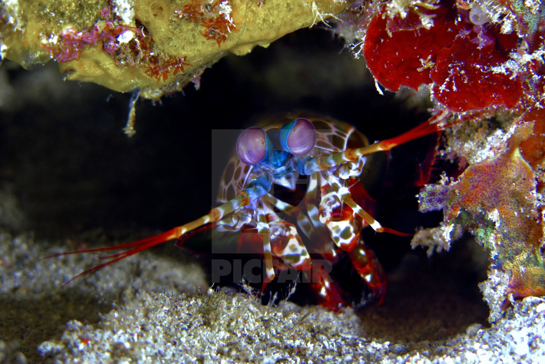 "Peacock Mantis Shrimp" stock image