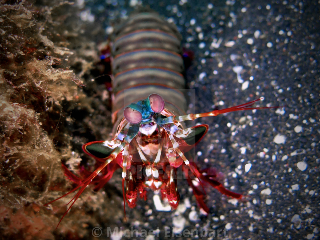 "Peacock Mantis Shrimp" stock image