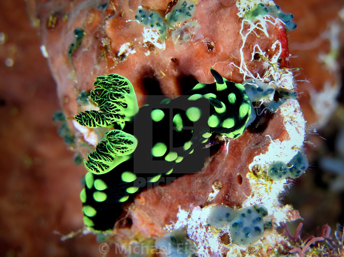 "Nembrotha cristata" stock image