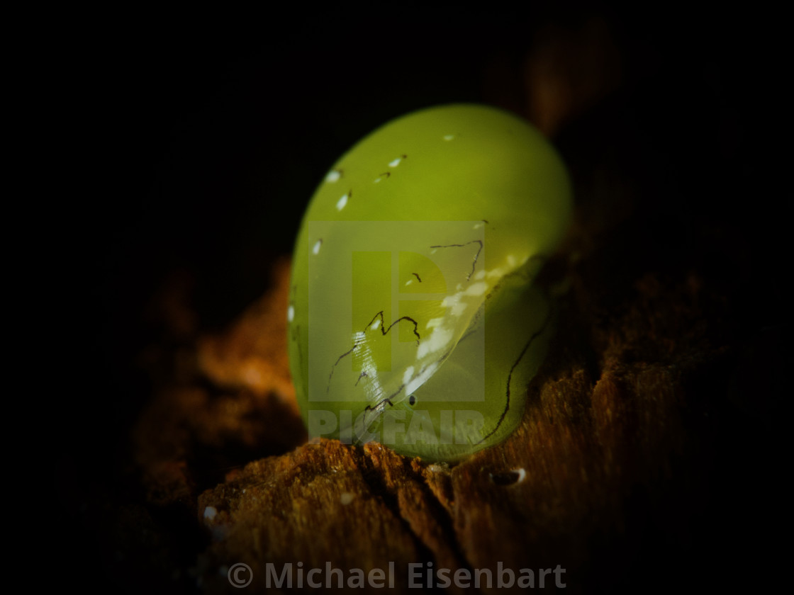 "Emerald nerite" stock image