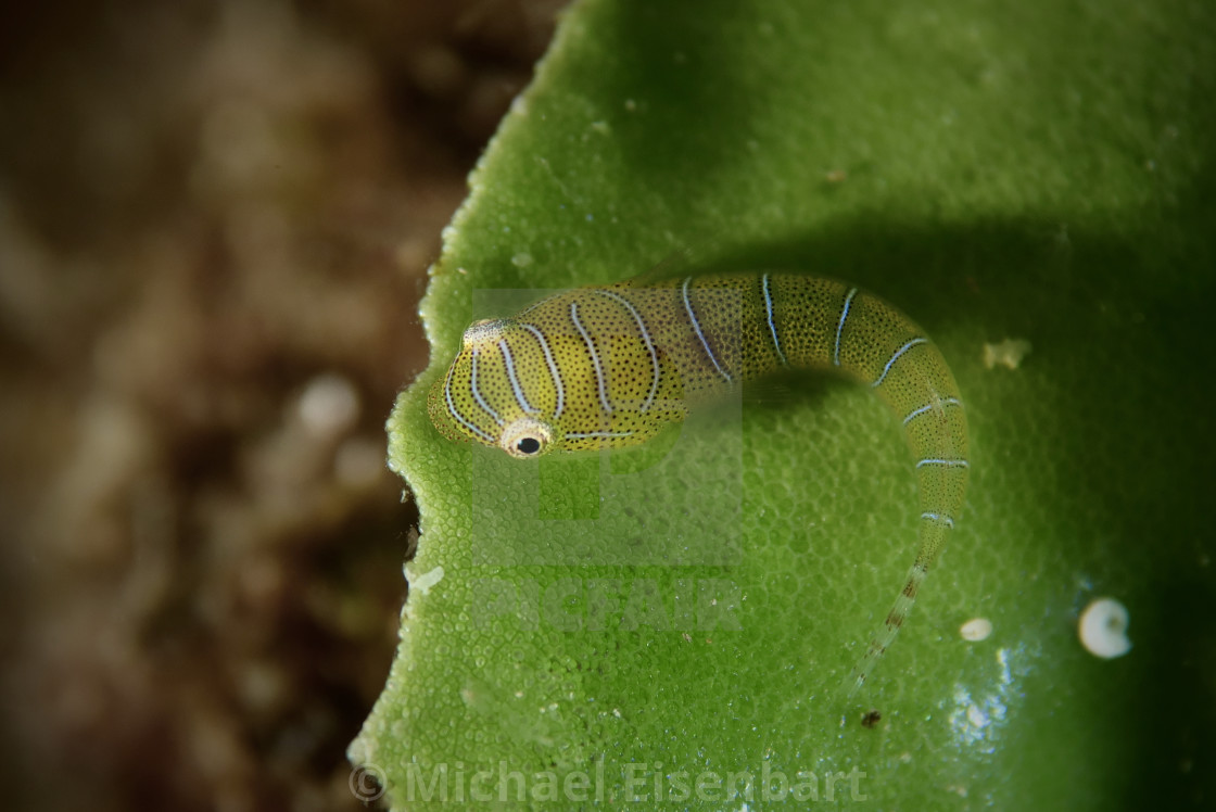 "Western Cleaner-Clingfish" stock image