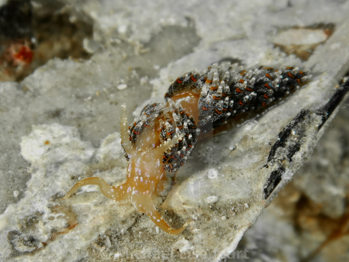 "Austraeolis ornata" stock image