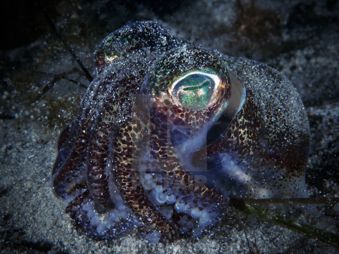 "Southern Bobtail Squid / Southern Dumpling Squid" stock image