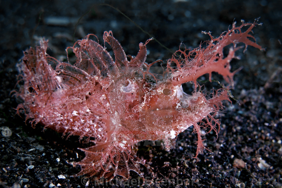 "Ambon Scorpionfish" stock image