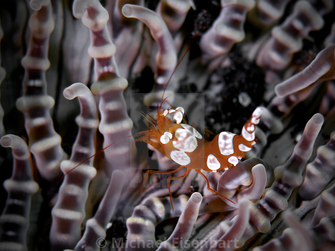 "Squat Shrimp" stock image