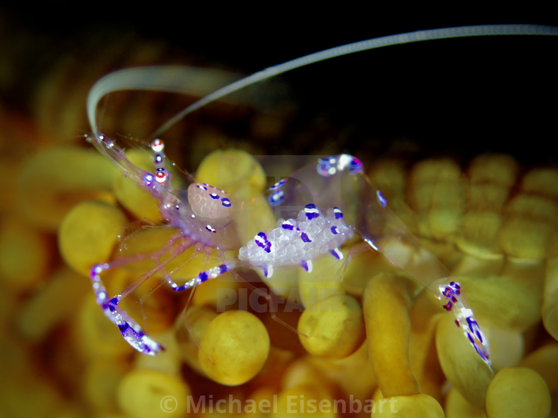 "Sarasvati Anemone Shrimp" stock image