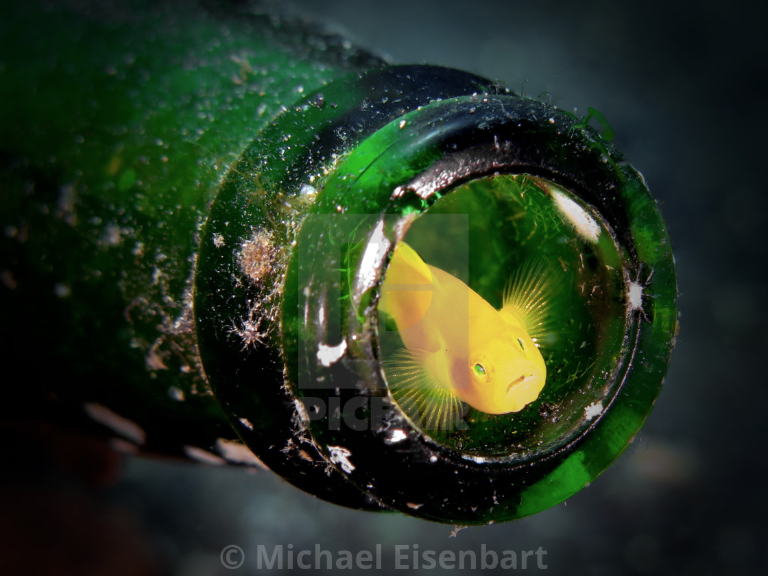 "Golden Goby" by Michael Eisenbart - $12.35 "Golden Goby" stock image