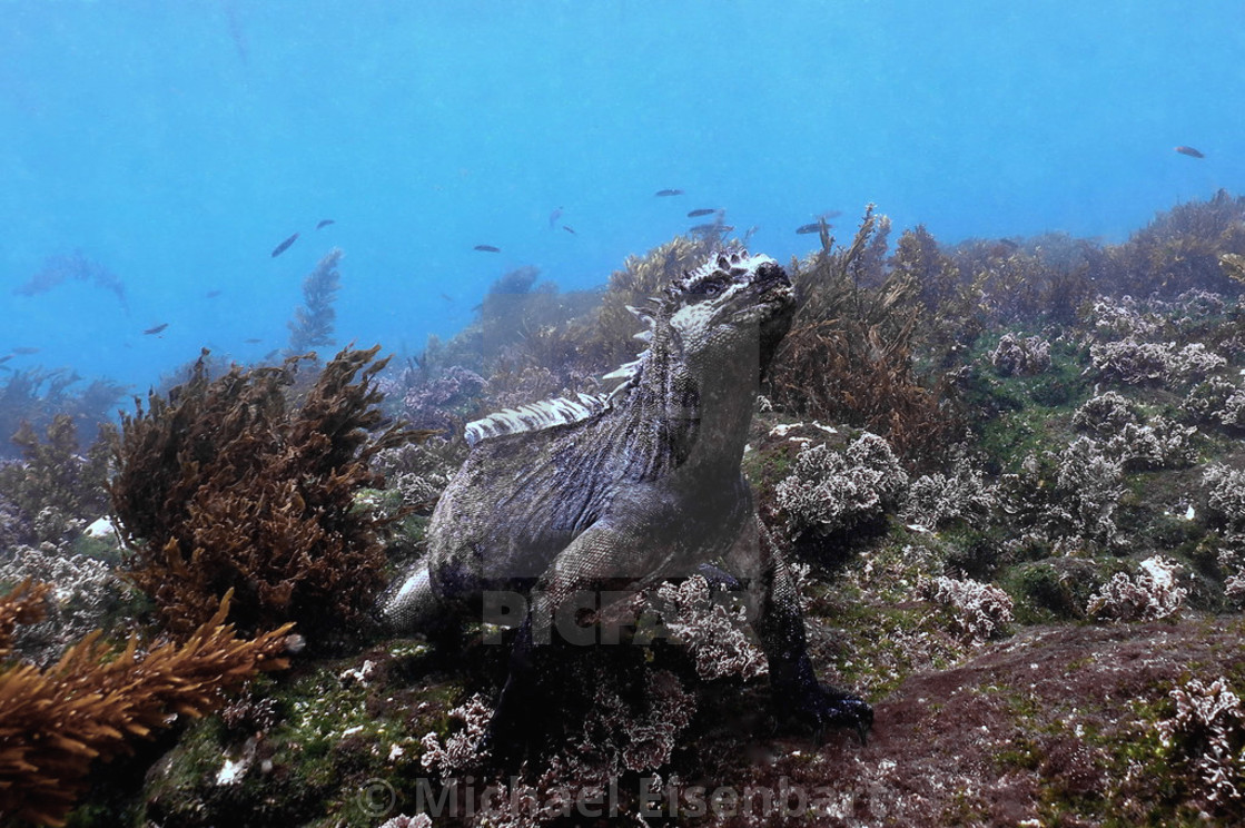 "Galapagos Marine Iguana" stock image