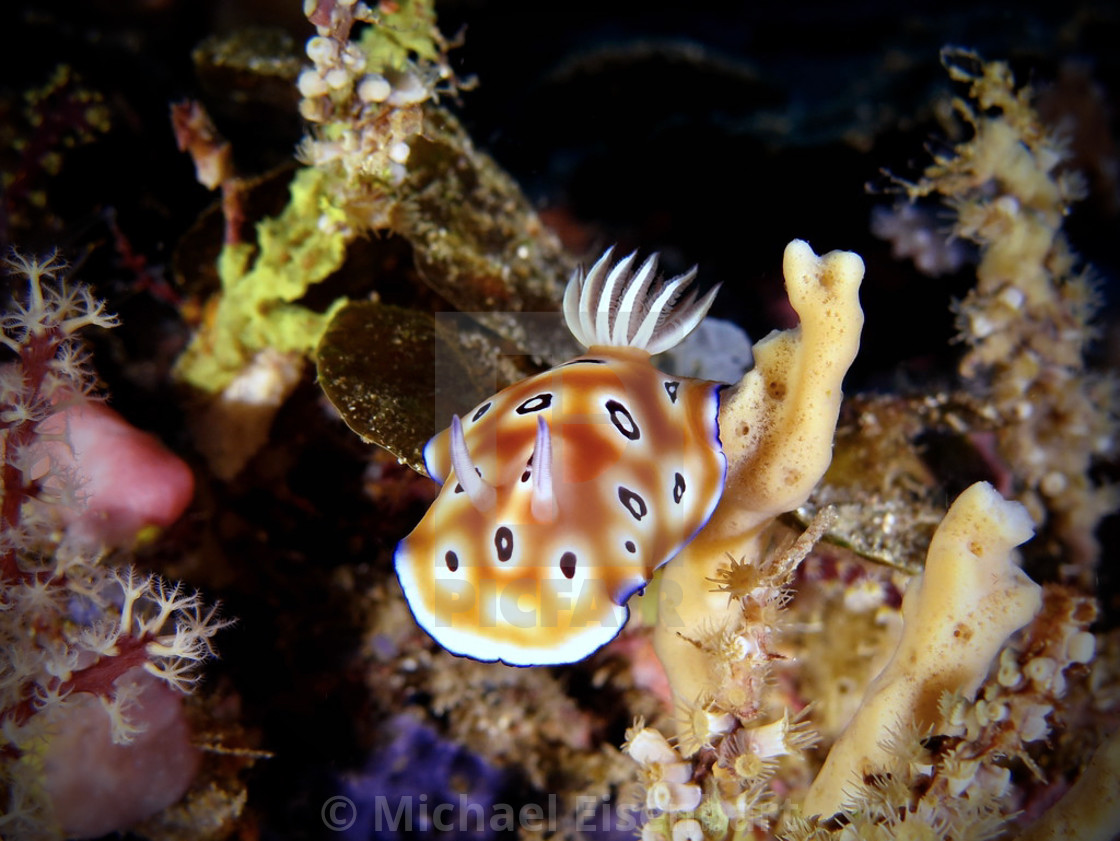 "Hypselodoris tryoni" stock image