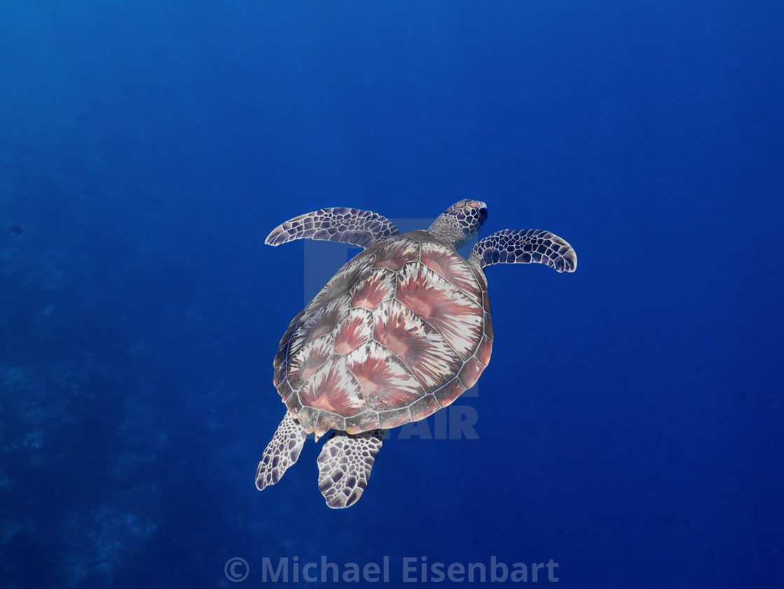 "Green Turtle" stock image