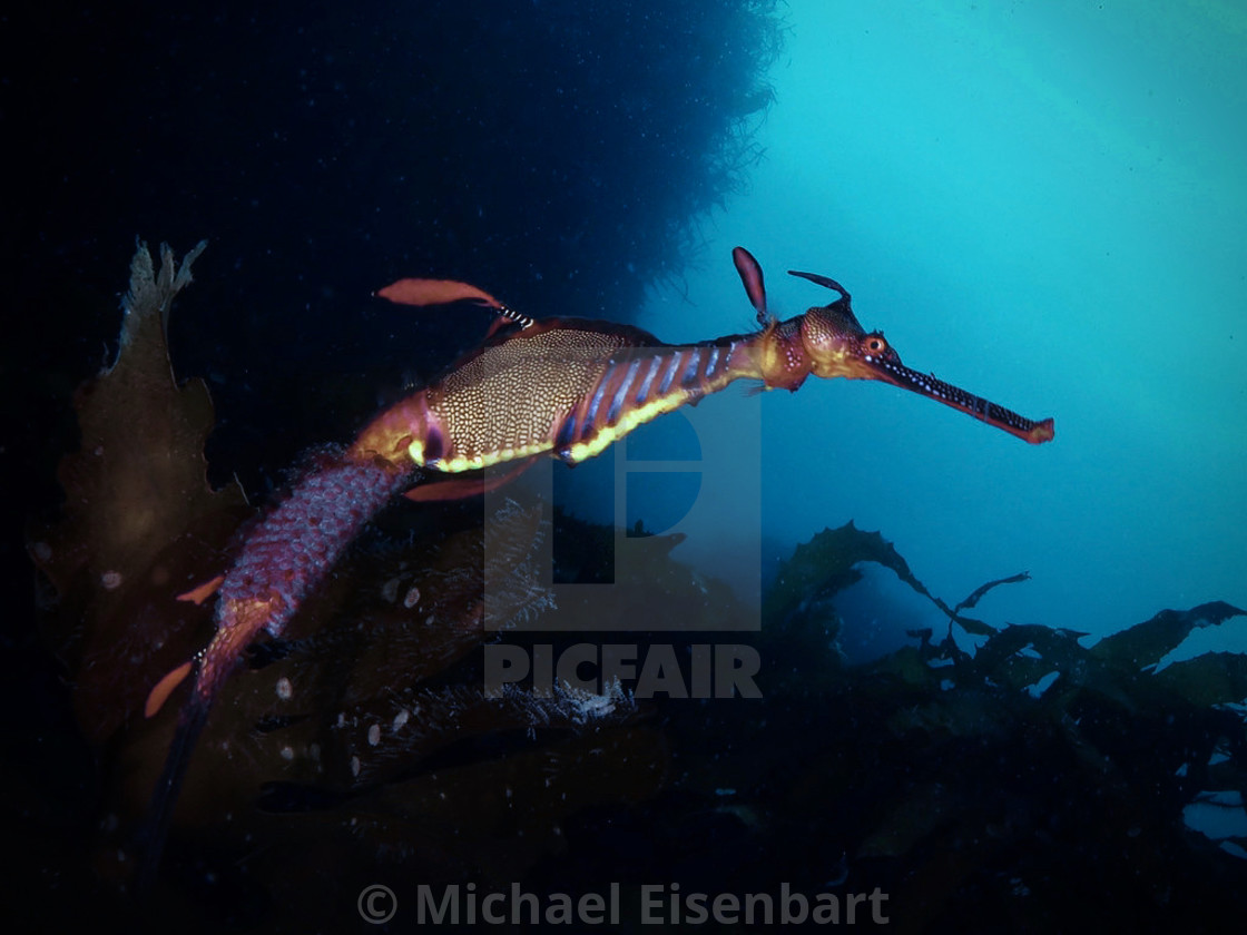 "Weedy Seadragon" stock image