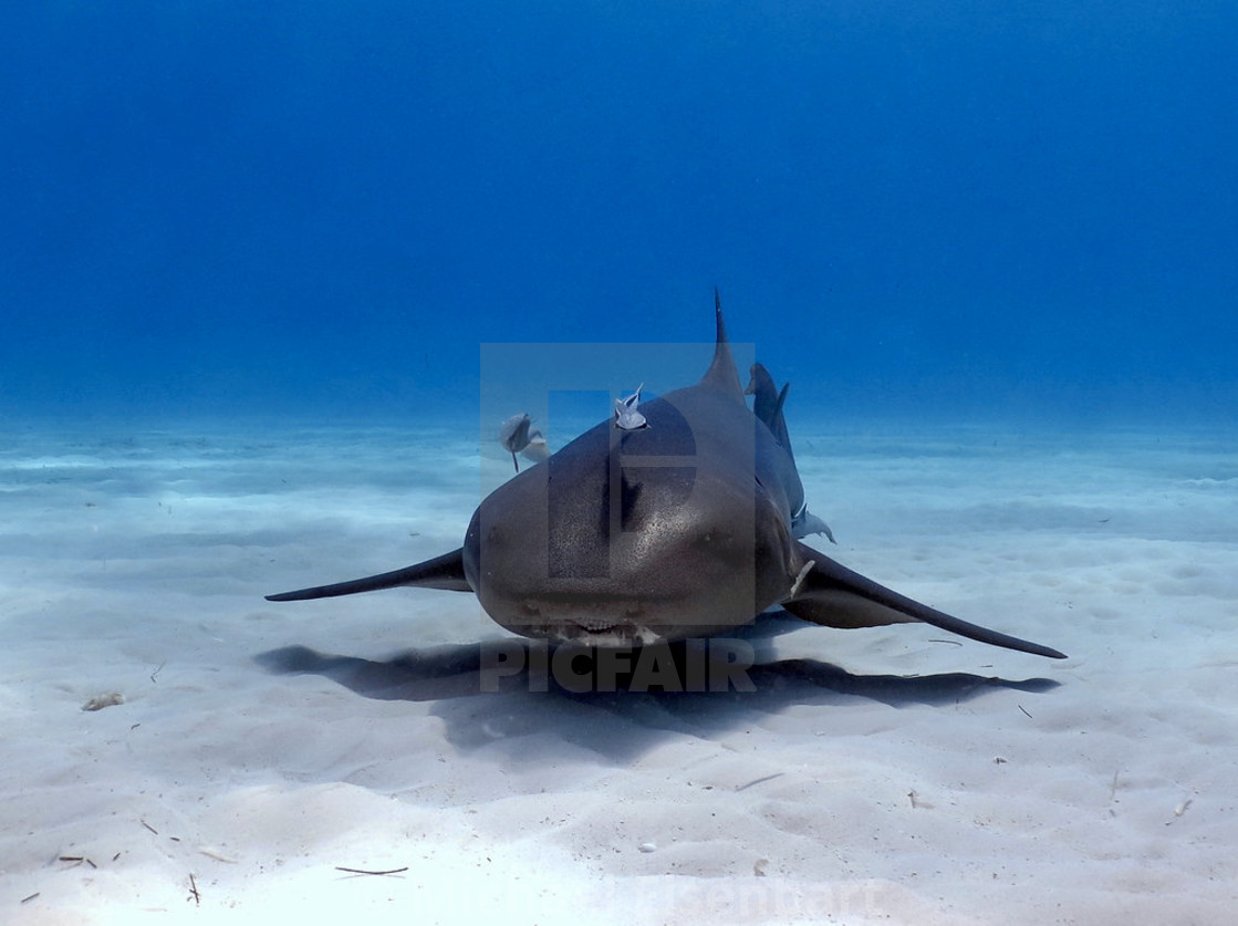 "Nurse Shark" stock image