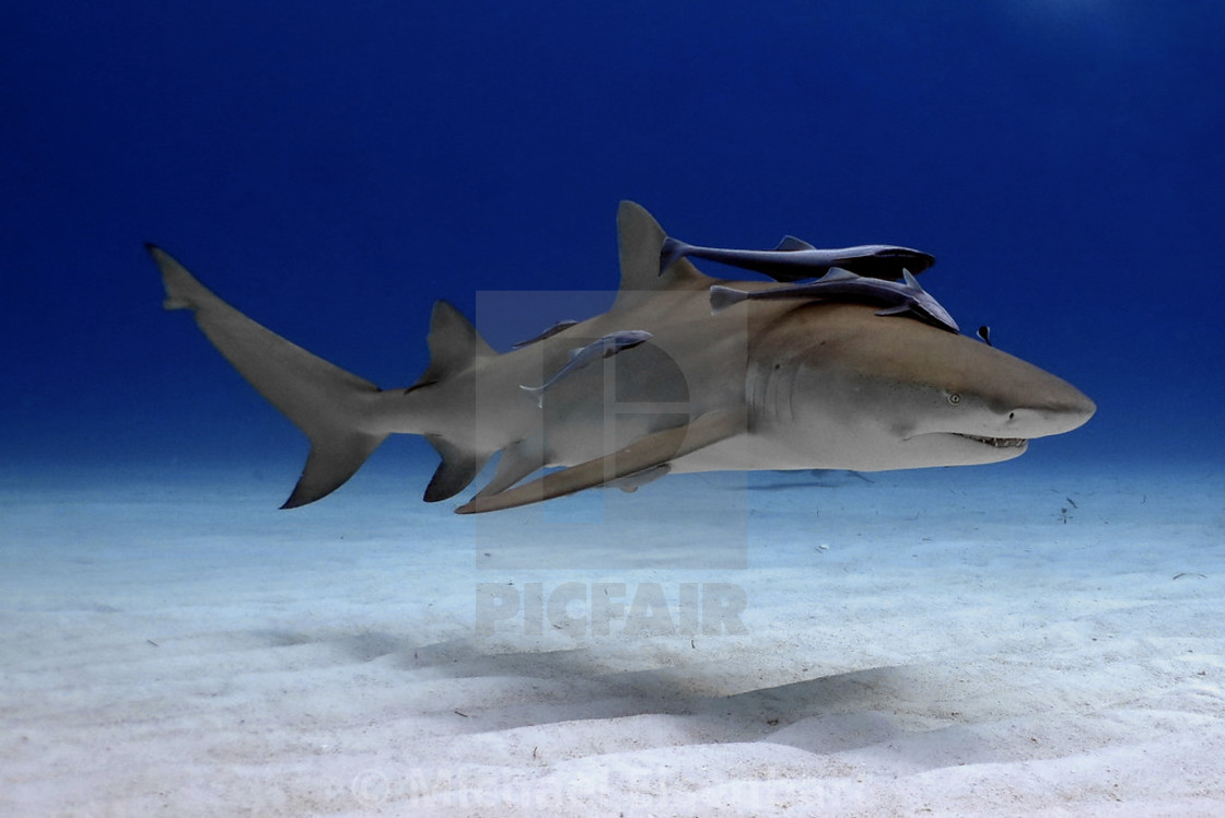 "Lemon Shark" stock image