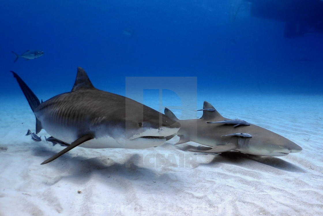 "Tiger Shark & Lemon Shark" stock image