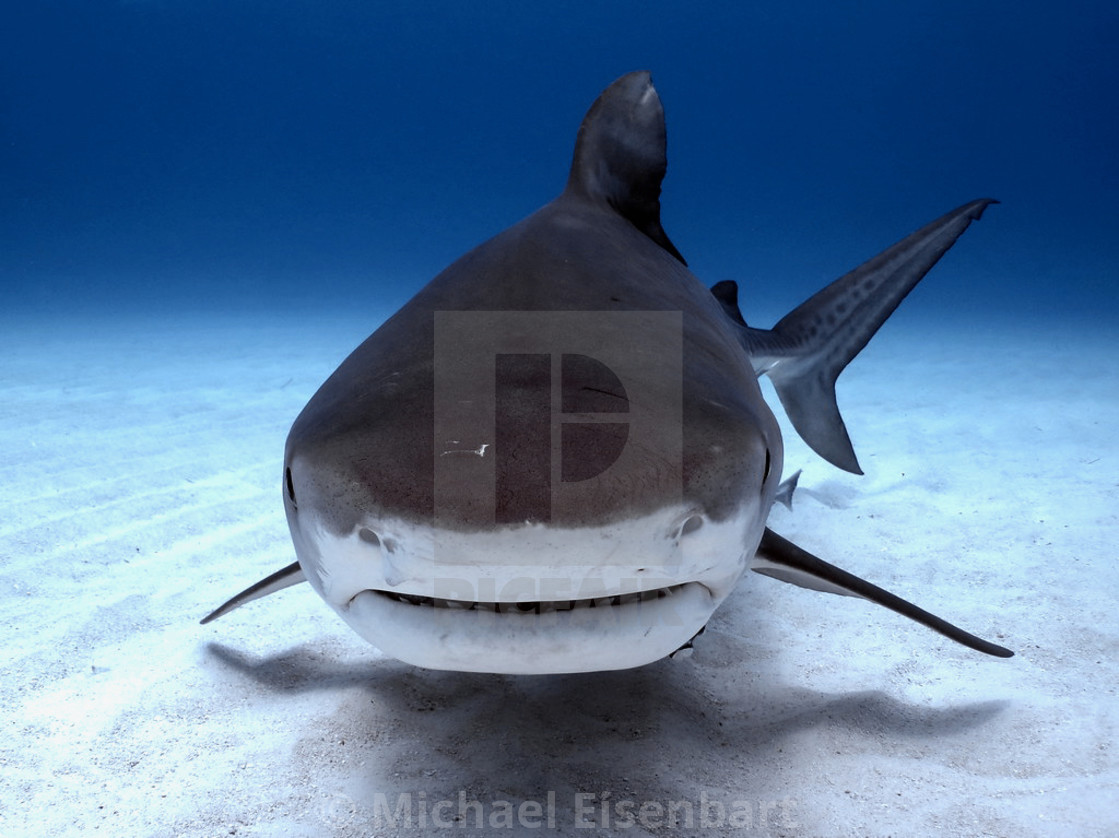 "Tiger Shark" stock image