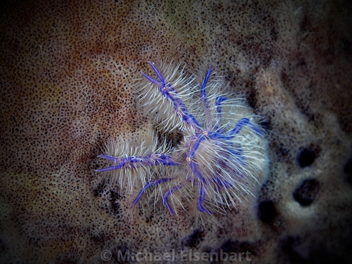 "Hairy Squat Lobster" stock image