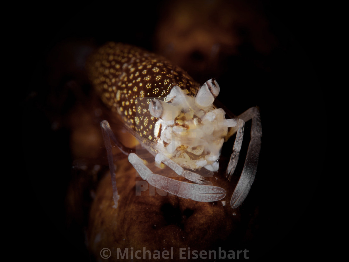 "Spotted Bumblebee Shrimp" stock image