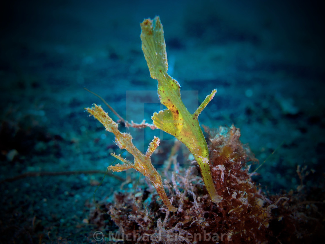 "Robust Ghost Pipefish" stock image