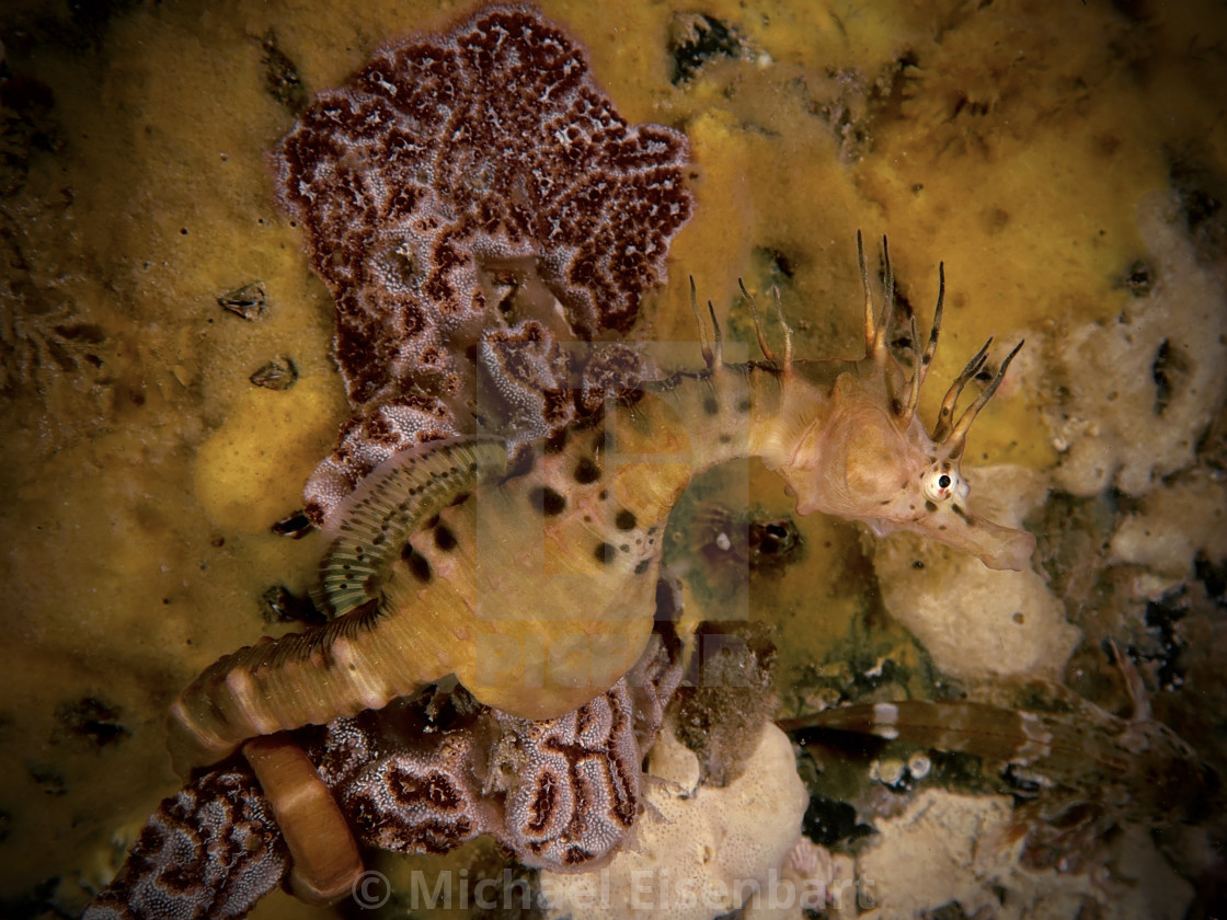 "Southern Potbelly Seahorse" stock image