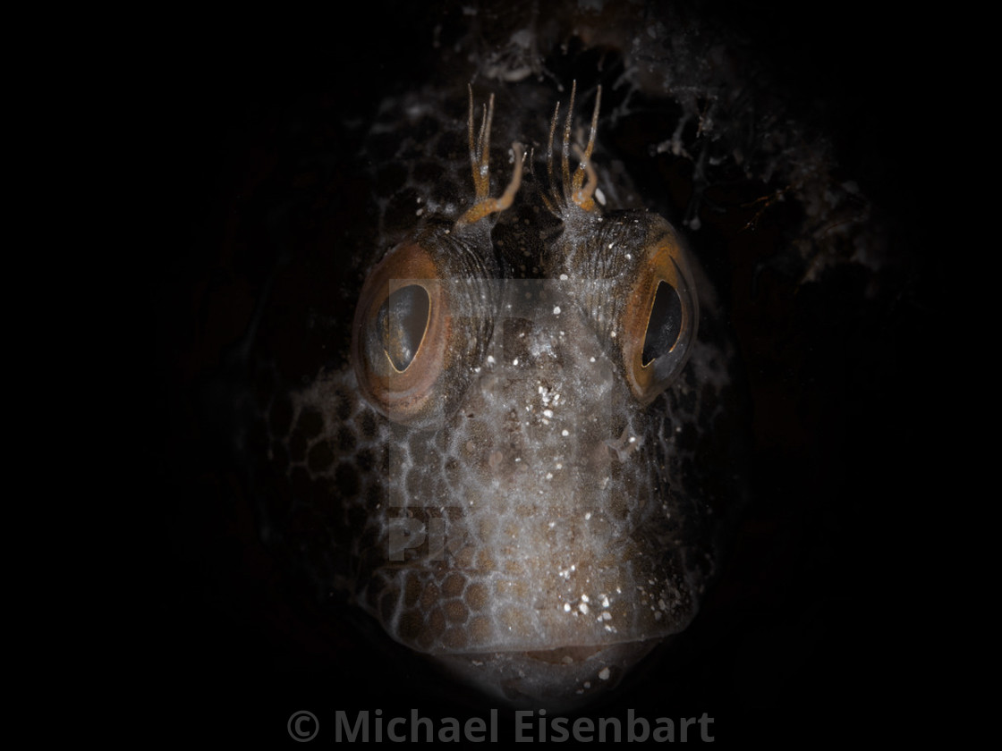 "Ringneck Blenny" stock image