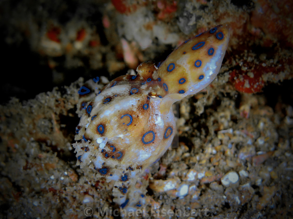 "Blue-ringed Octopus with eggs" stock image
