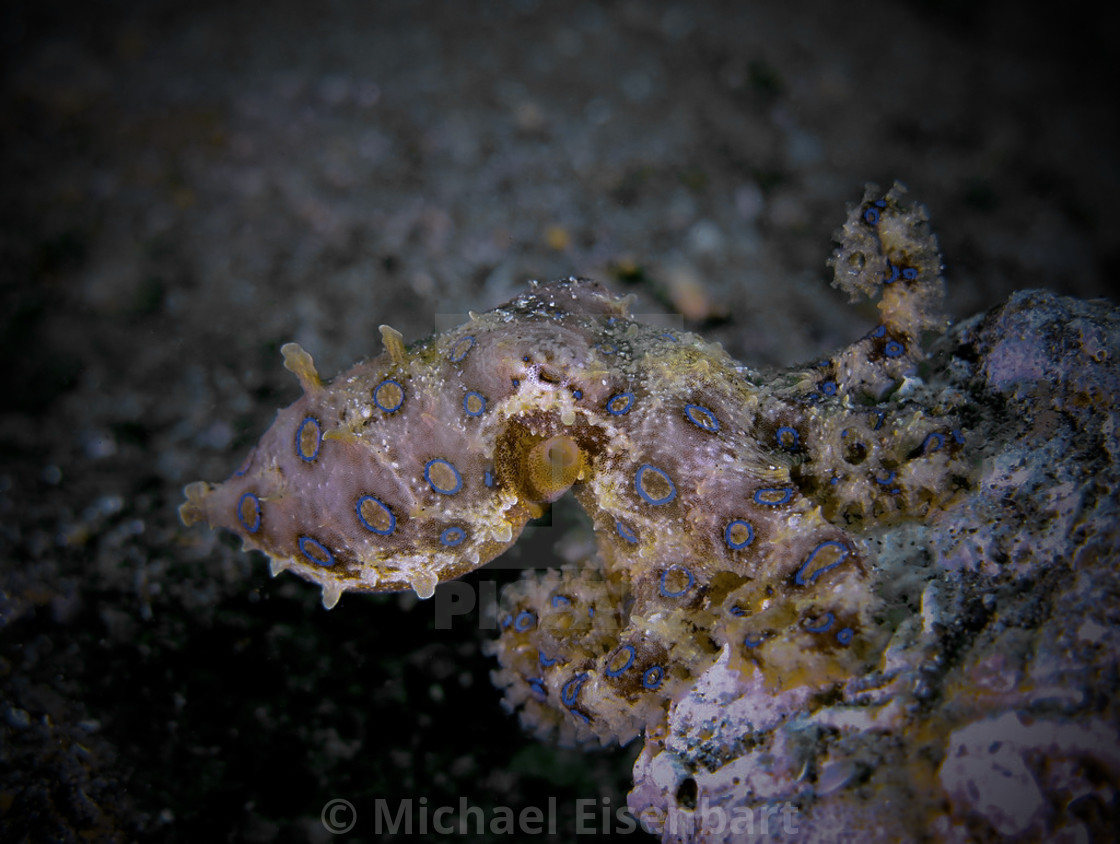 "Blue-ringed Octopus" stock image