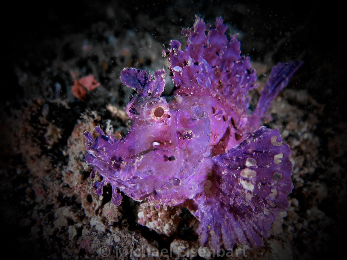 "Weedy Scorpionfish" stock image