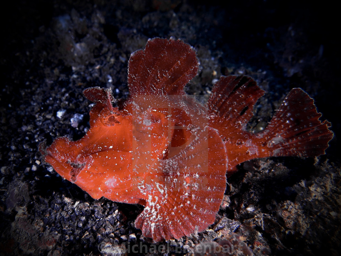 "Paddle-Flap Scorpionfish" stock image