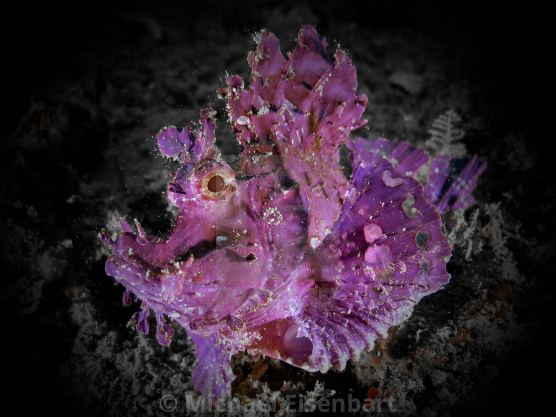 "Weedy Scorpionfish" stock image