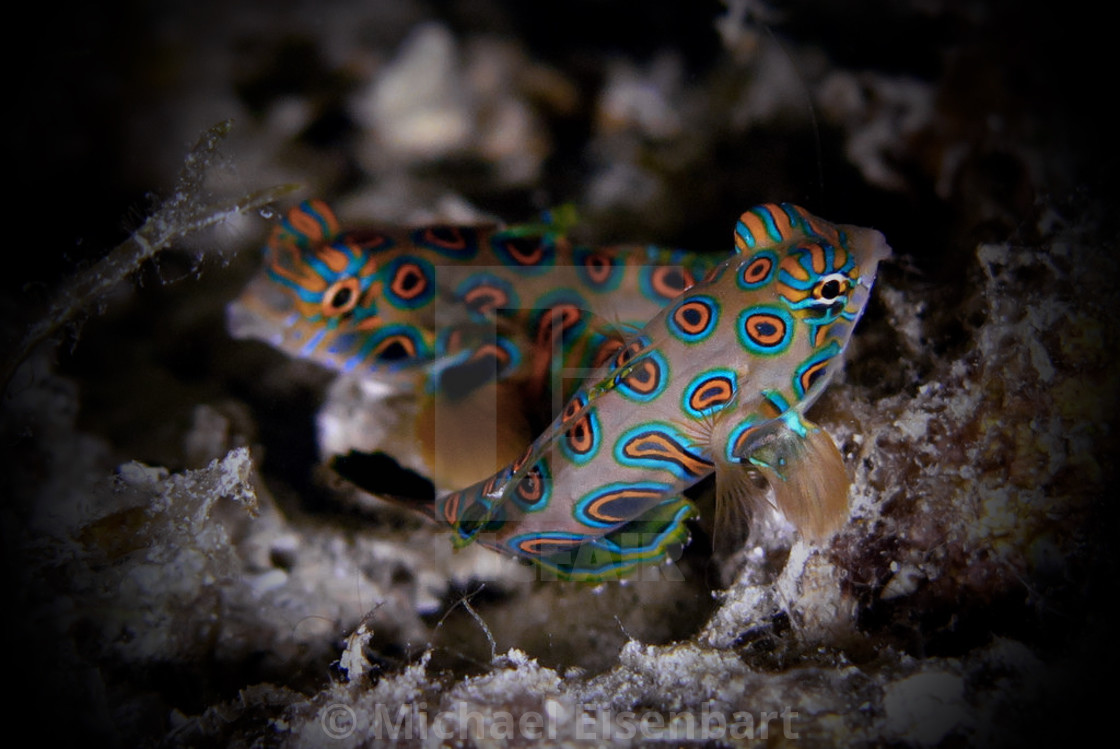 "Picturesque Dragonet" stock image