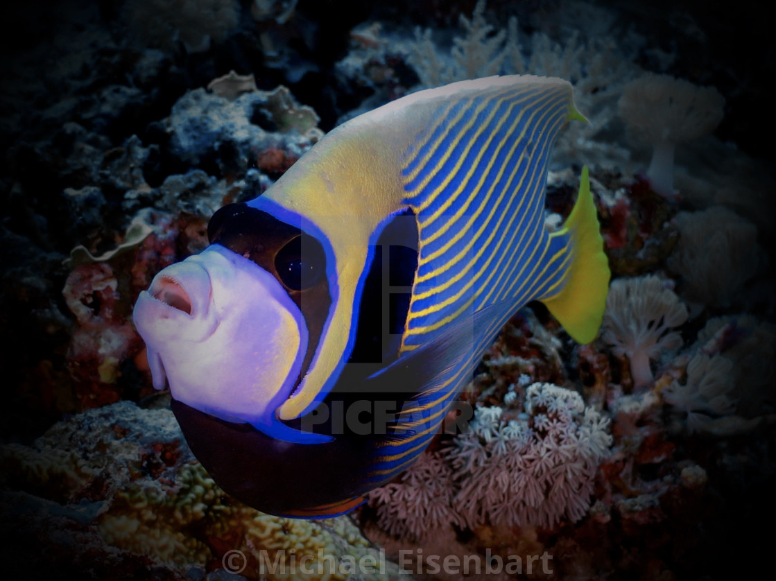 "Emperor Angelfish" stock image