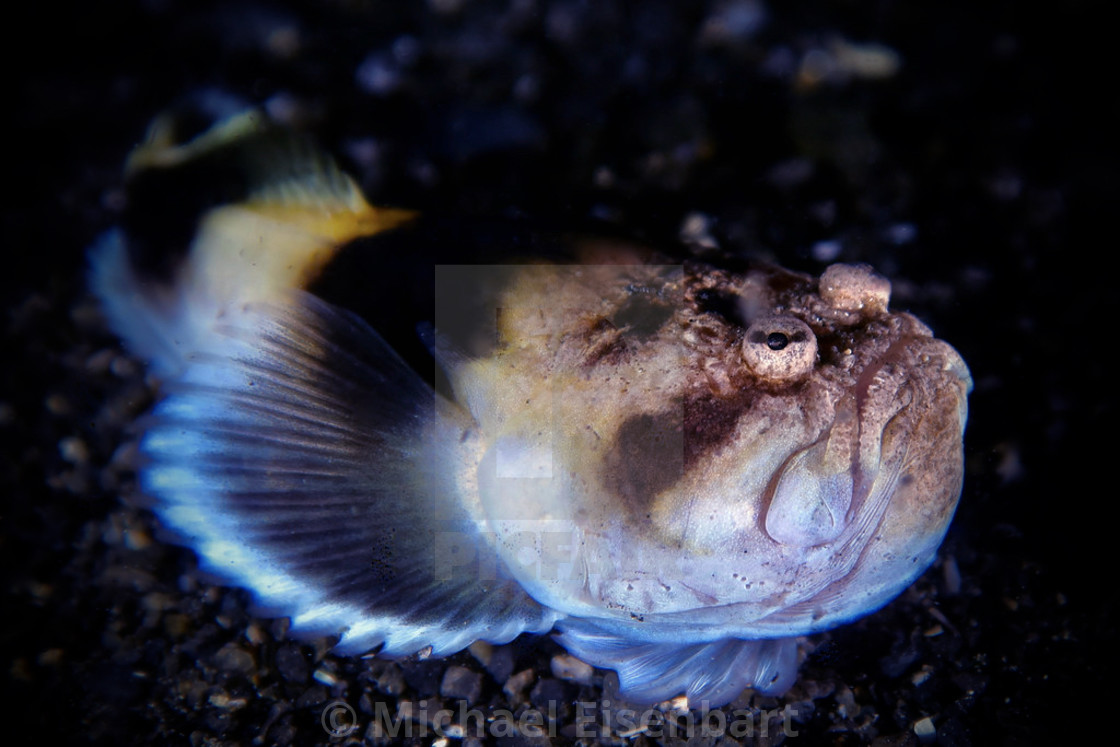 "Common Stargazer / Eastern Stargazer (juvenile)" stock image