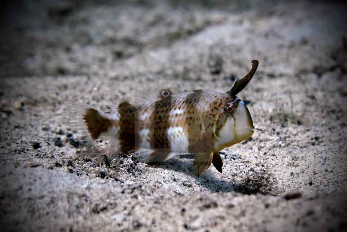 "Blackbarred Razorfish (juvenile)" stock image