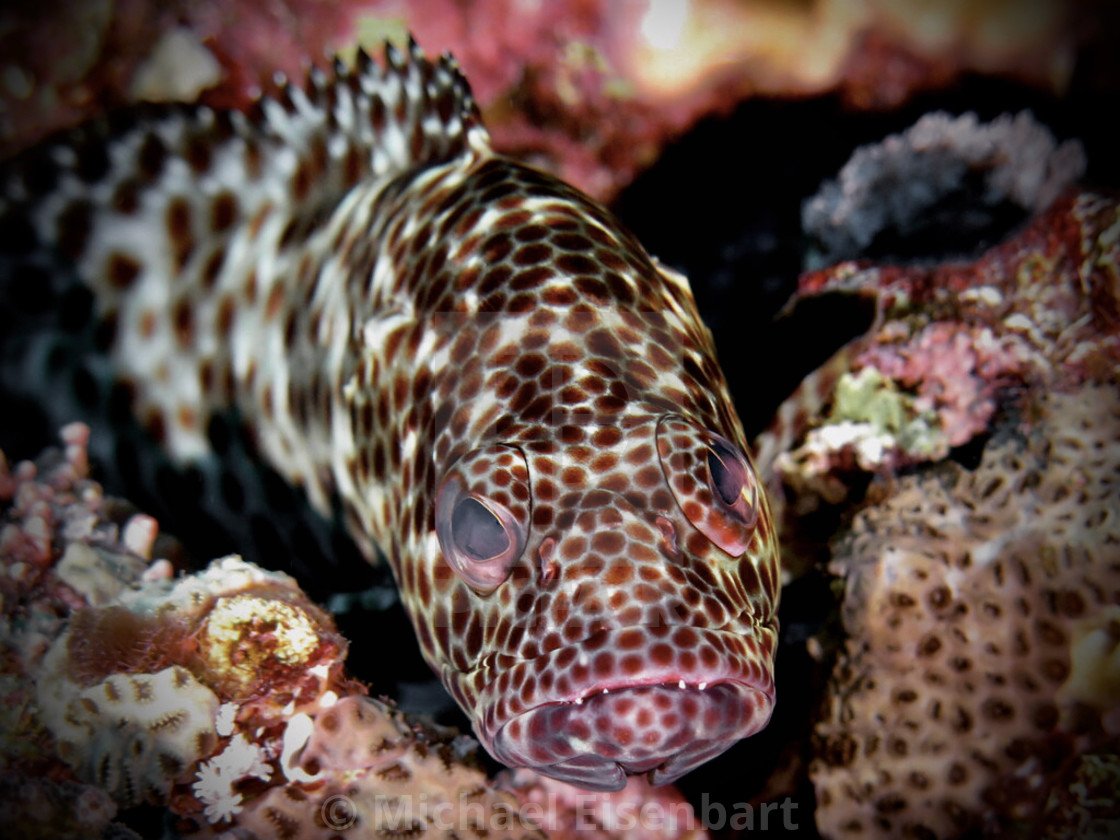 "Greasy Grouper" stock image