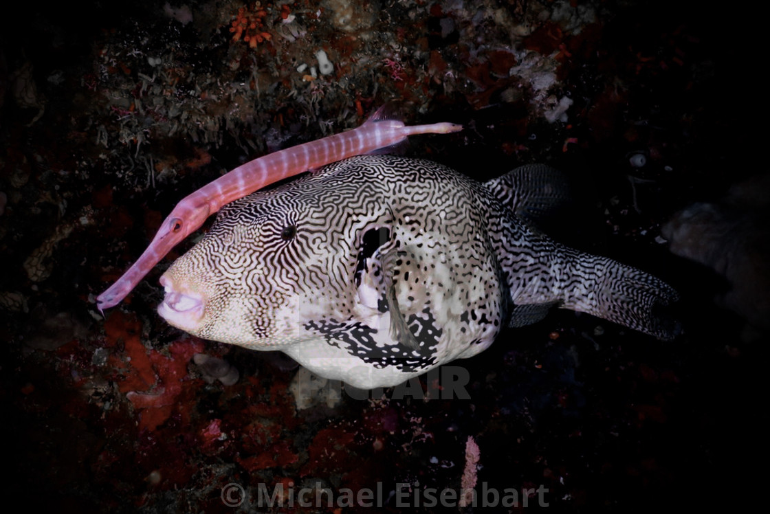 "Map Pufferfish" stock image