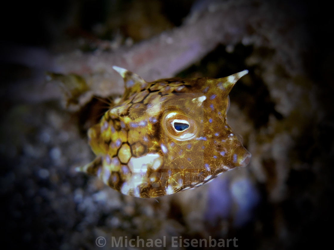 "Longhorn Cowfish (juvenile)" stock image