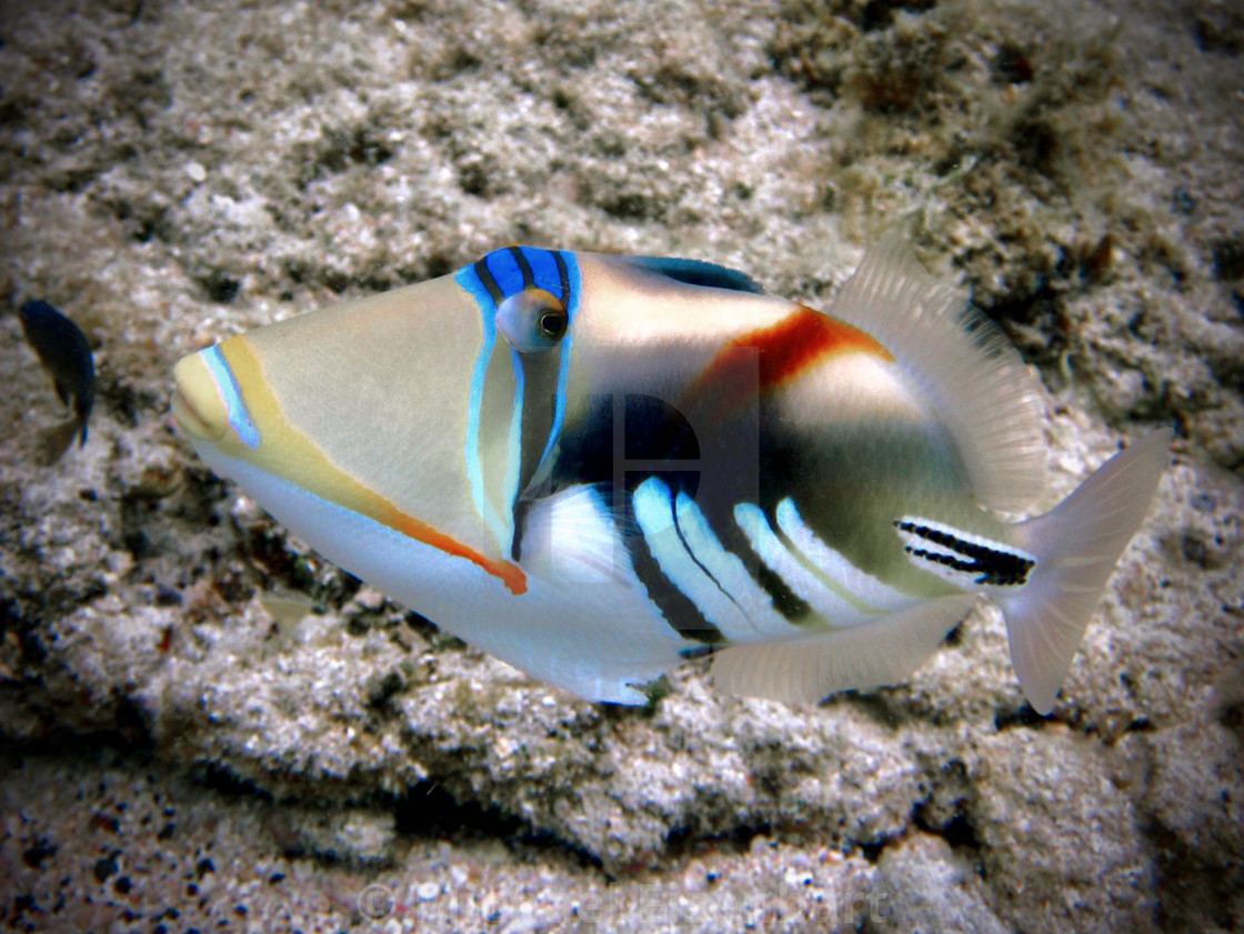 "Picasso Triggerfish" stock image