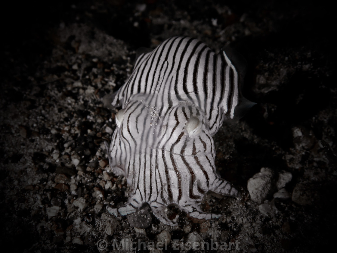 "Striped Pyjama Squid" stock image