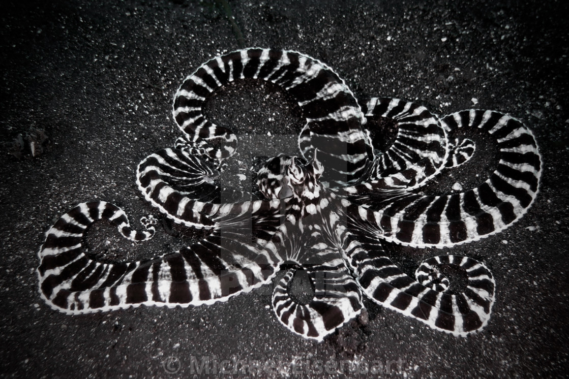 "Mimic Octopus" stock image