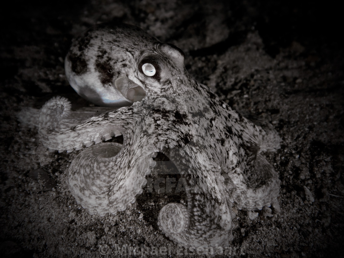 "Southern Keeled Octopus" stock image